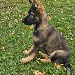 German Shepherd Puppies from Brighton Shepherds