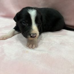Border Collie Puppies from Vowell Farm Border Collies