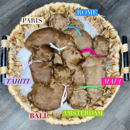 Aussiedoodle and Goldendoodle Puppies from Hot Springs Kennels