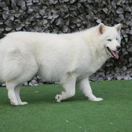 Glacier - Siberian Husky