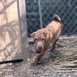 Allen - Brown male Chinese Shar-Pei puppy in Lehigh Acres, Florida from Florida Wrinkles