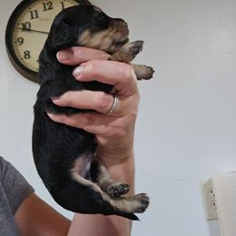 HANK - Black and cream male Dachshund puppy in El Paso, Texas from Mells Weenies