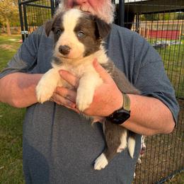 Blue boy 1 - White and blue male Border Collie puppy in Bogata, Texas from Celtic Farms Border Collies and Danes