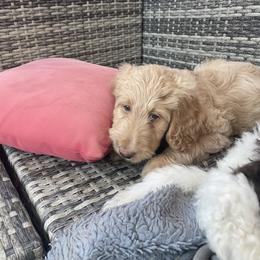 Labradoodle Puppies from CC Labradoodles