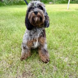 Petunia - Merle female Cavapoo puppy in Beresford, South Dakota from DAKOTA DOOD RANCH