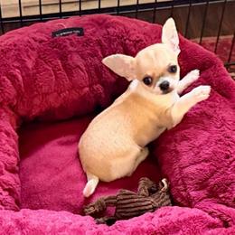 Chiffon - Gold and white male Chihuahua puppy in Allentown, Pennsylvania from Tsunami Cockers & Chihuahuas