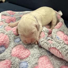 Lola - Light golden female Golden Retriever puppy in Blaine, Washington from Freedom Retrievers