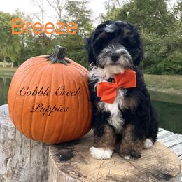 Breeze - Tri-color male Bernedoodle puppy in Heyworth, Illinois from Cobble Creek Puppies