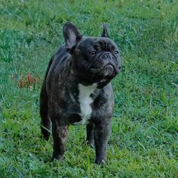 French Bulldog Puppies from Peaceful Prayers French Bulldogs