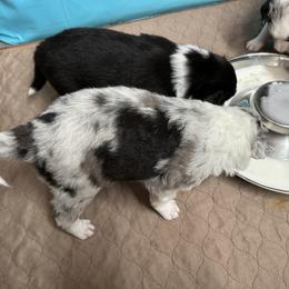 Border Collie Puppies from Roaring River Border Collies
