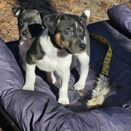 Rat Terrier Puppies from Cryptic Rat Terriers