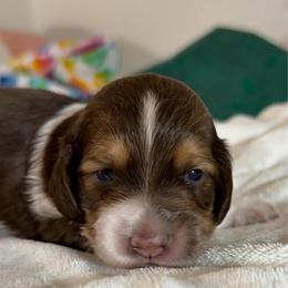 Leo - Chocolate and cream male Dachshund puppy in Jacksonville, Florida from Little Lords & Ladies Dachshunds