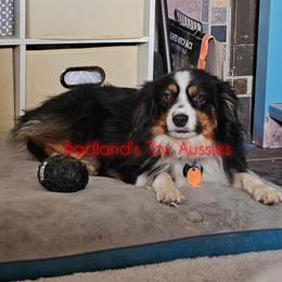 Murphy - Toy Australian Shepherd