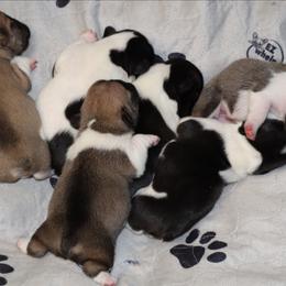 2nd pick male - White and fawn male French Bulldog puppy in Twin Falls, Idaho from Whispering White Pines Labradors