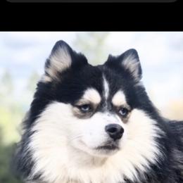 Duke - Pomsky