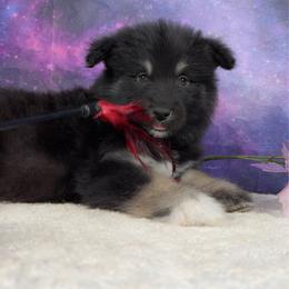 Midnight - Agouti and white female Alaskan Malamute puppy in Spokane, Washington from Asgard Wooly Malamutes