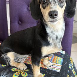 Winnie - Dapple female Dachshund puppy in Collier County, Florida from Star Catcher Pups