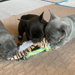 French Bulldog Puppies from French Bulldogs by Piper