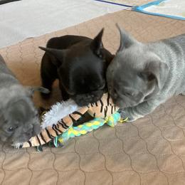 French Bulldog Puppies from French Bulldogs by Piper
