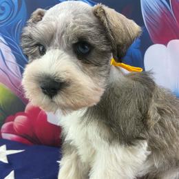Gunner - Parti male Miniature Schnauzer puppy in Sylvania, Georgia from Southern Sky Miniature Schnauzers