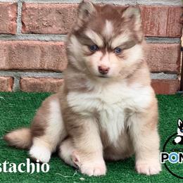 Pistachio - Red and white female Pomsky puppy in Eastman, Georgia from Once Upon A Pomsky