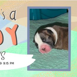 Banks - Red male Boston Terrier puppy in Jupiter, Florida from CJM Boston and Boxer Puppies