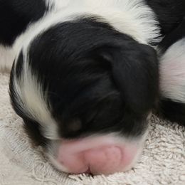Boy 2 - Cocker Spaniel puppy in Penns Grove, New Jersey from Dominique Cockers