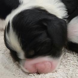 Boy 2 - Cocker Spaniel puppy in Penns Grove, New Jersey from Dominique Cockers