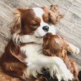 Cavalier King Charles Spaniels, Cavapoos, and Poodles from Golden Hour Cavapoos