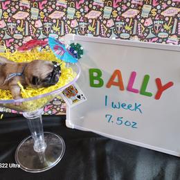 Bally - Fawn female Pug puppy in Tucson, Arizona from Cactus Pugs & Hugs