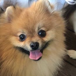 Papillons and Pomeranians from Mama's Pride Poms and Paps