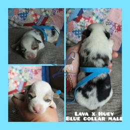 Blue Male - Blue male Pembroke Welsh Corgi puppy in Wayne City, Illinois from Lash Livestock & Corgis
