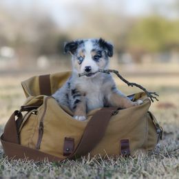 Cedar - Miniature Australian Shepherd puppy from Triple Lake Ranch Miniature Australian Shepherds