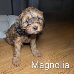 Magnolia - Sable female Cockapoo puppy in Sunset, Louisiana from Cano Cockapoos