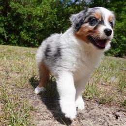Grandeur - Blue merle male Australian Shepherd puppy in Weeki Wachee, Florida from Ace of Spades Australian Shepherds