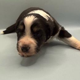 Boy 2 - Black tri-color male Australian Shepherd puppy in New Boston, New Hampshire from Painted Pup Australian Shepherds
