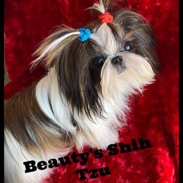 Lincoln - Shih Tzu