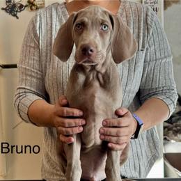 Bruno - Silver gray male Weimaraner puppy in Aitkin, Minnesota from Whispering’s GunDogs