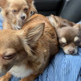 Chihuahuas from Cloudshadow Kennels