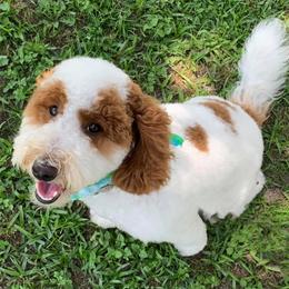 Honey - Goldendoodle