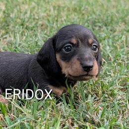 Sati - Black and tan female Dachshund puppy in Missouri from Eridox Dachshunds