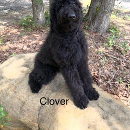 Clover - Black female Goldendoodle puppy in Rockdale, Texas from Diva’s Darling Doodles