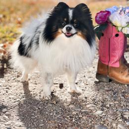 Hex - Blue and tan parti male Pomeranian puppy in Idaho Falls, Idaho from Country Life Pomeranians