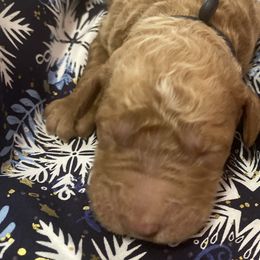 Boy 2 - Labradoodle puppy in Hawthorne, California from South Bay Doods