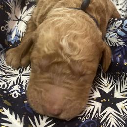 Boy 2 - Labradoodle puppy in Hawthorne, California from South Bay Doods