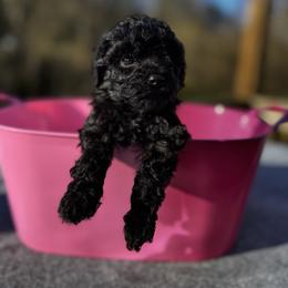 Isabella (Baby 4) - Black female Poodle puppy in Rocky Top, Tennessee from WayMakers Papillons & Poodles