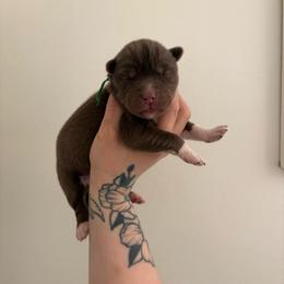 Green - Red and white male Siberian Husky puppy in Jonesborough, Tennessee from Dry Creek Siberians