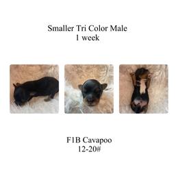 Brown-smaller Tri color - Tri-color male Cavapoo puppy in Clarksville, Iowa from Iowa Heartland Doodles