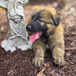 Percy - Sable male German Shepherd puppy in Leon, West Virginia from Heart2Heart Kennels