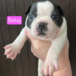 Betsy - Red female Boston Terrier puppy in Omaha, Illinois from Puppi Guppies